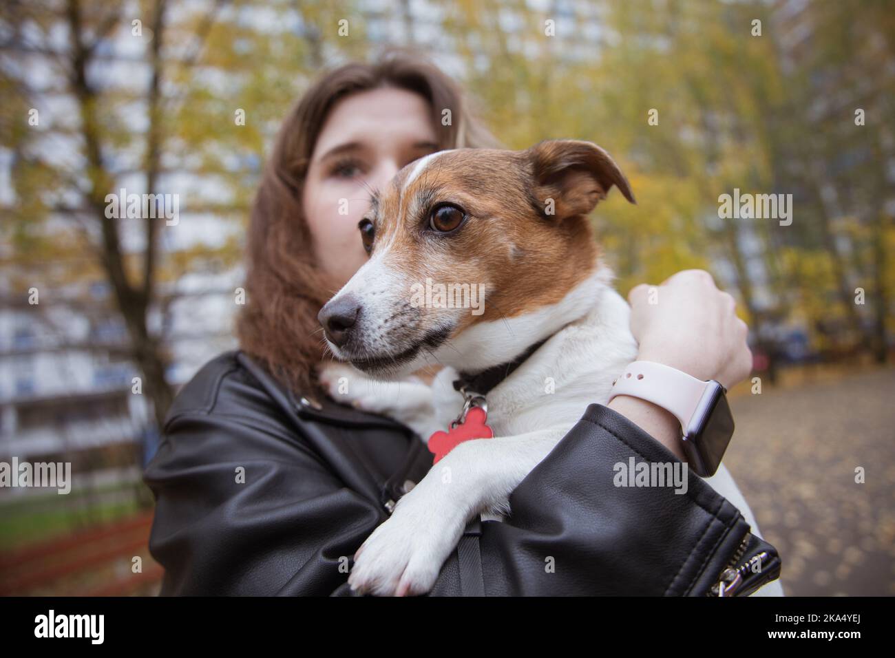 Perro blanco manchas marrones raza fotografías e imágenes de alta  resolución - Alamy