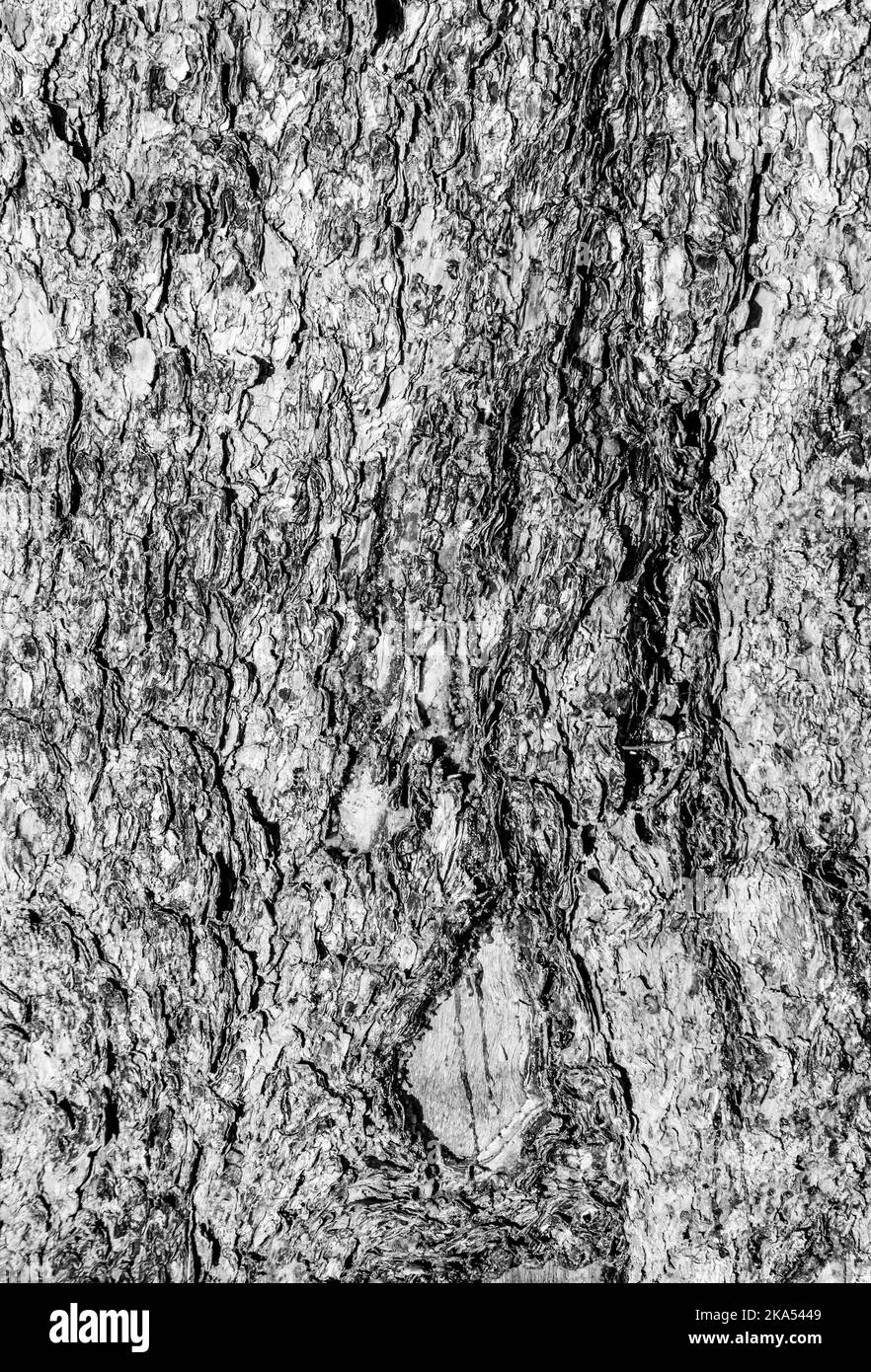 Acérquese a la corteza del tronco del árbol áspero. Foto de stock