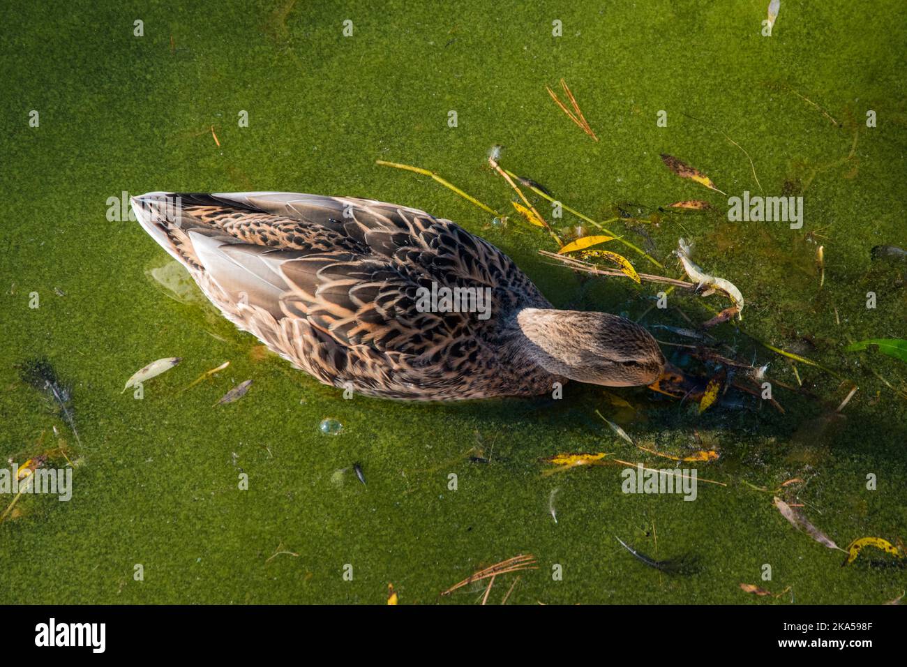 Pato mallard hembra flotando en agua de algas en busca de alimento. Con el pico sumergido bajo el agua. Foto de stock