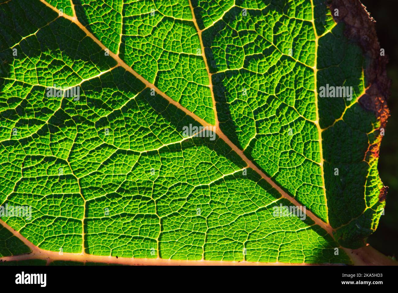 Un primer plano de las enormes hojas de la planta de Gunnera maniculata. La luz solar brillante le permite ver todas las venas de la planta. Foto de stock