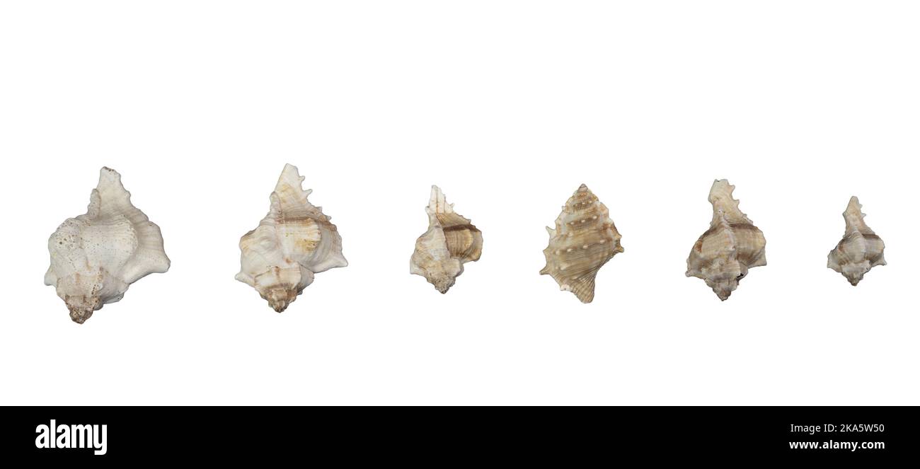 conjunto de conchas marinas sobre un fondo transparente Foto de stock