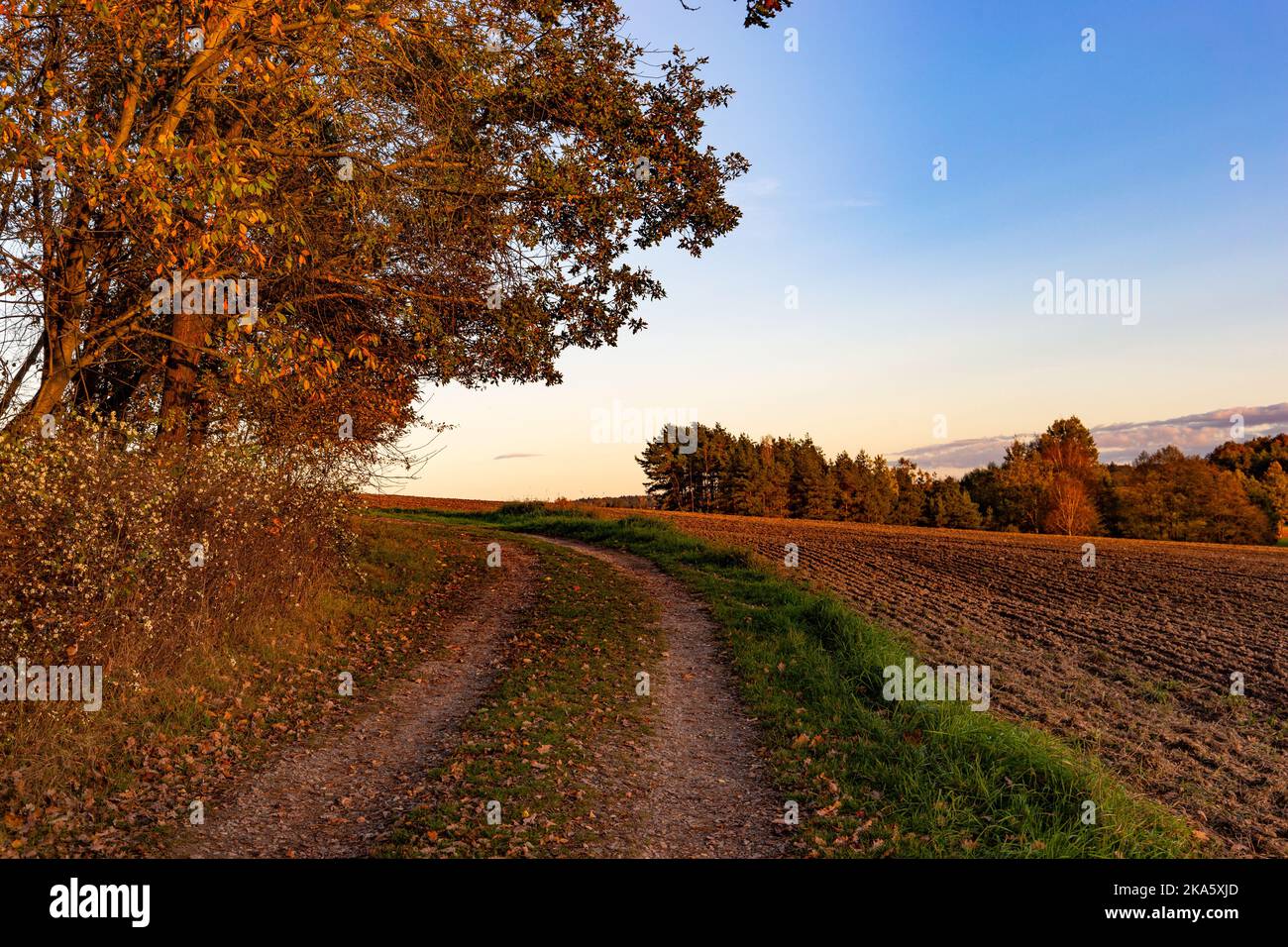 Soleado otoño por la noche en el prado. Paisaje rural pintoresco. Foto de stock