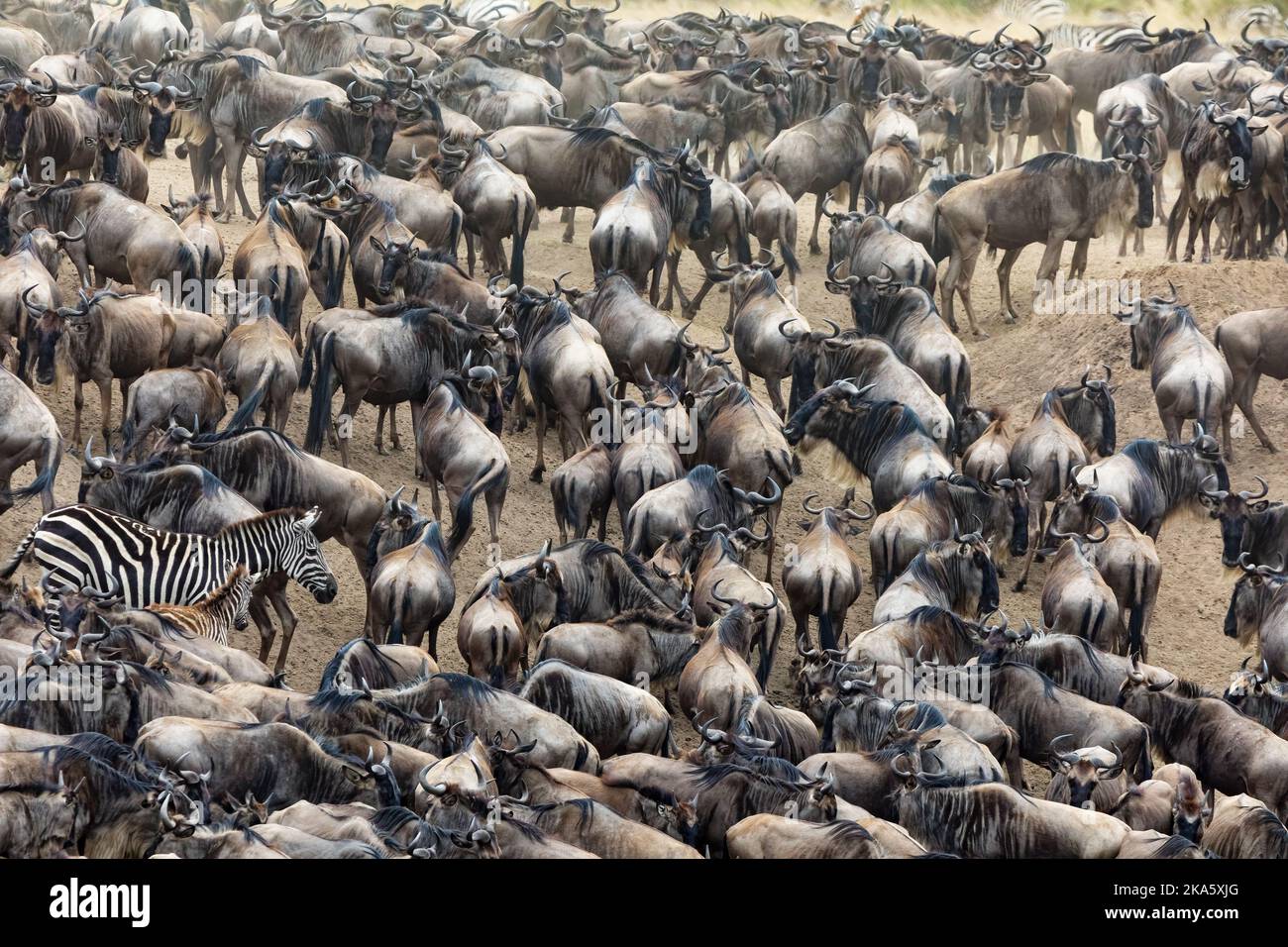 Miles de ñus y cebras de barba blanca se reúnen en las orillas del río Mara durante la gran migración anual. Masai Mara, Kenia. Foto de stock