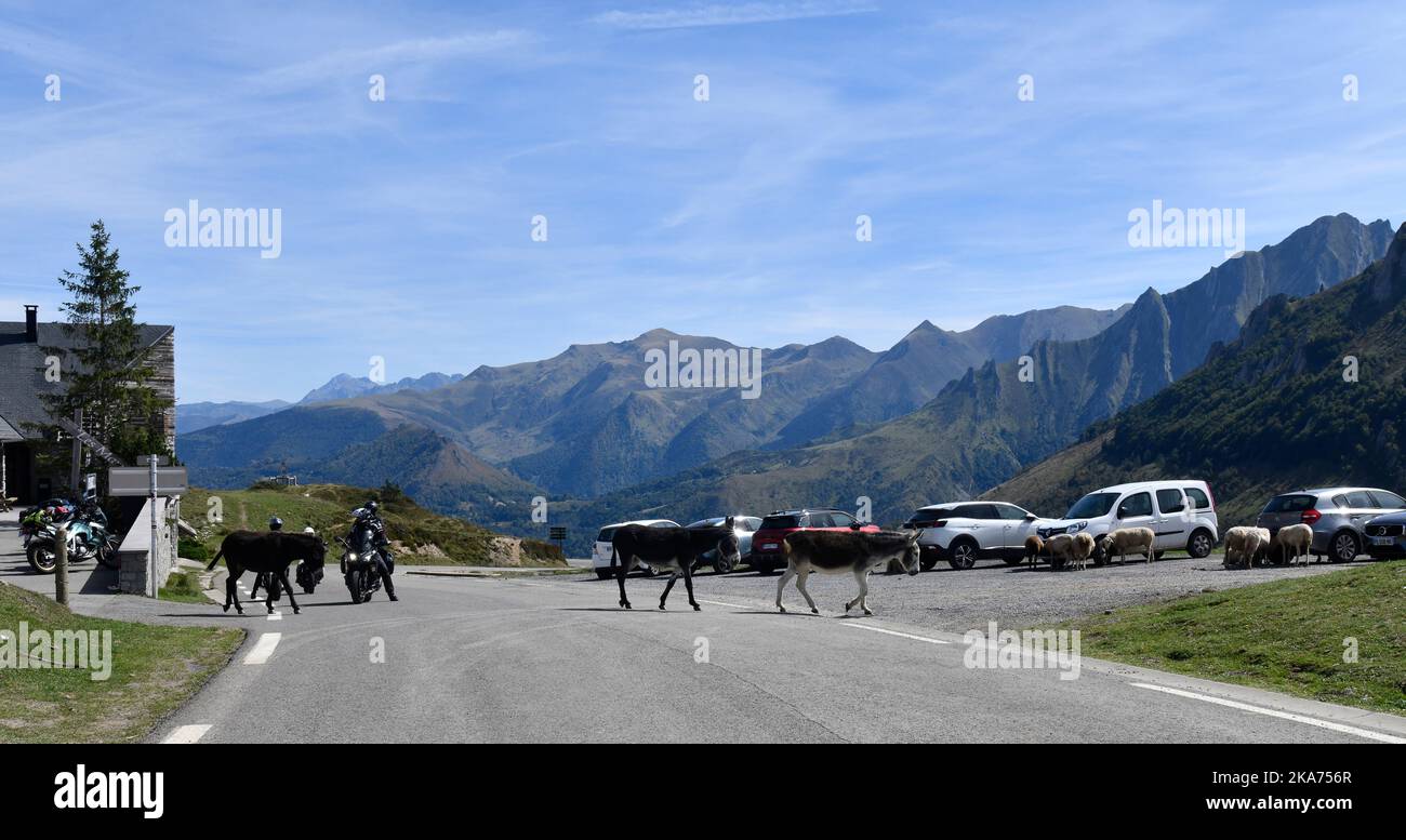 Burros semi salvajes que detienen el tráfico en Col du Soulor en las montañas de los pirineos que limitan con Francia y España Foto de stock