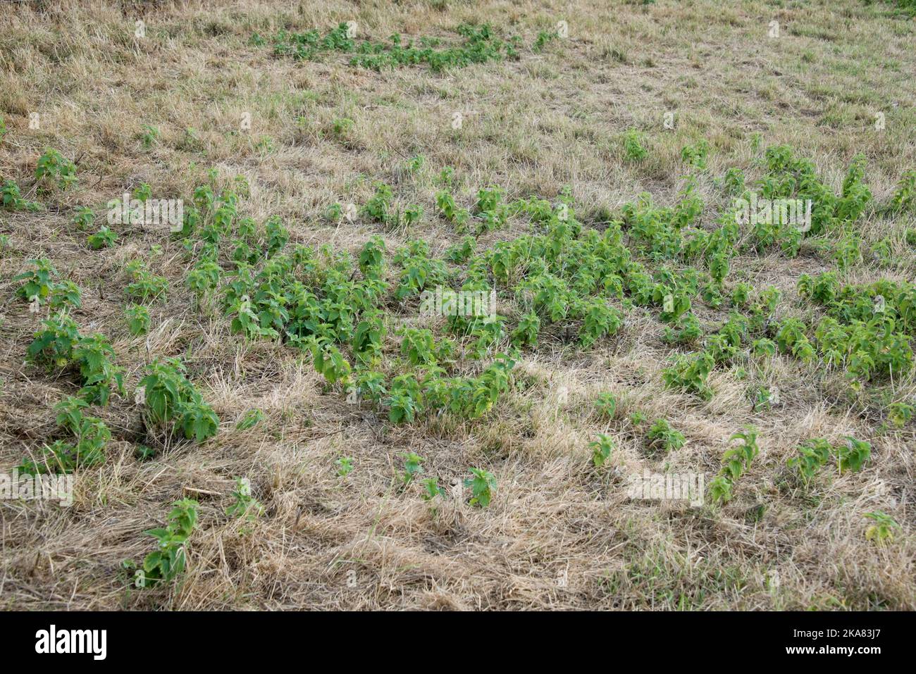 Ortigas (Urtica dioica) verdes, resistentes y recreciendo rápidamente a través de pastos secos y áridos en una larga y calurosa sequía de verano, Berkshire, agosto de 2 Foto de stock