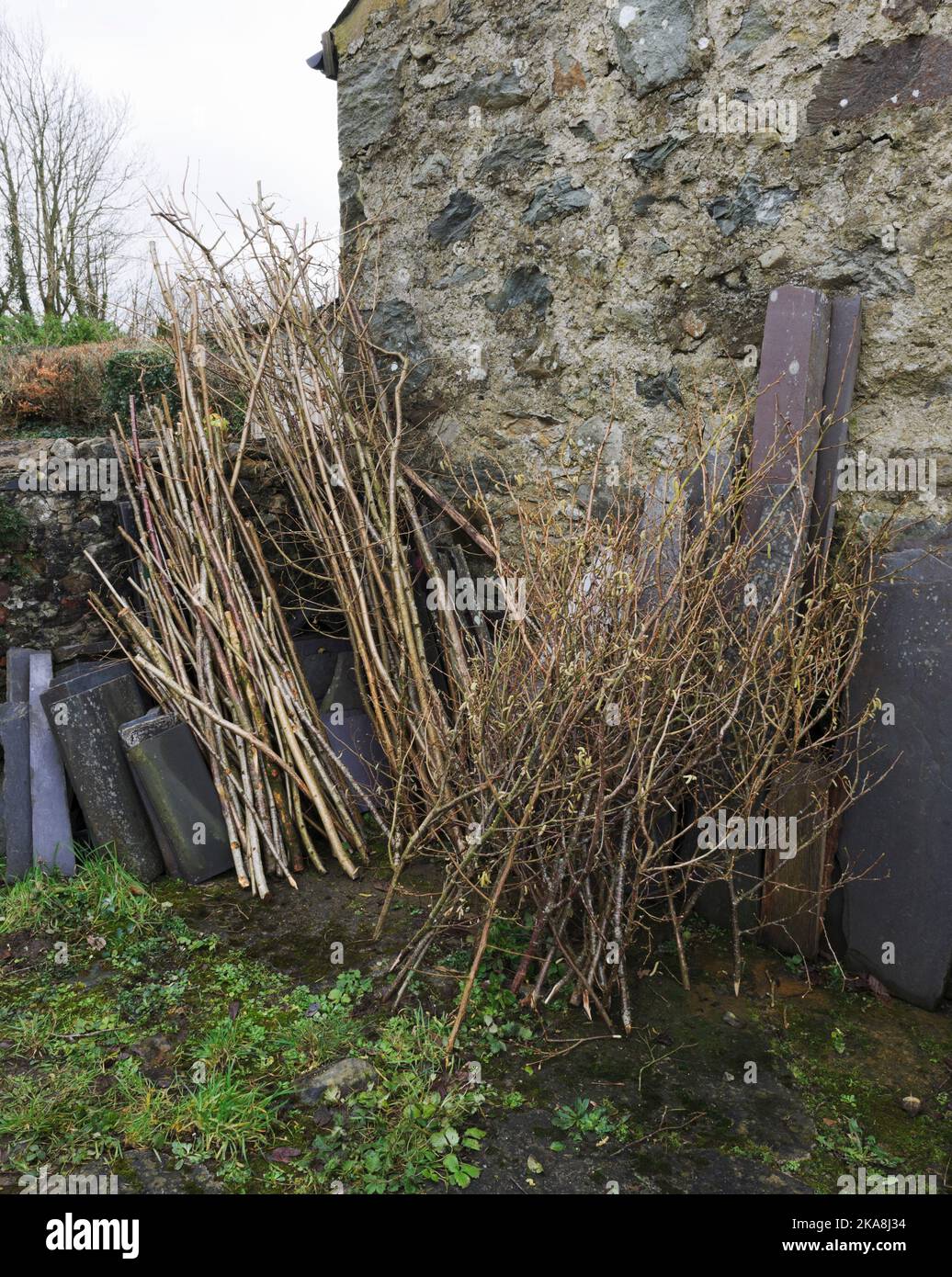 los postes del frijol, los palillos del soporte de la planta, y los soportes perennes de la flor cortaron del coppice de la avellana en invierno, almacenados para el uso en primavera. recién cortado (invierno Foto de stock