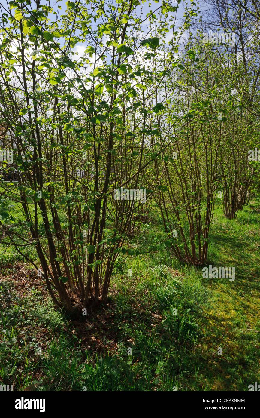 Coppiced avellana vuelve a crecer después de unos 3 años. heces de 20 años, copiadas muchas veces. Borde de huerto de jardín, utilizado para suministrar soportes de planta cultivados en casa Foto de stock