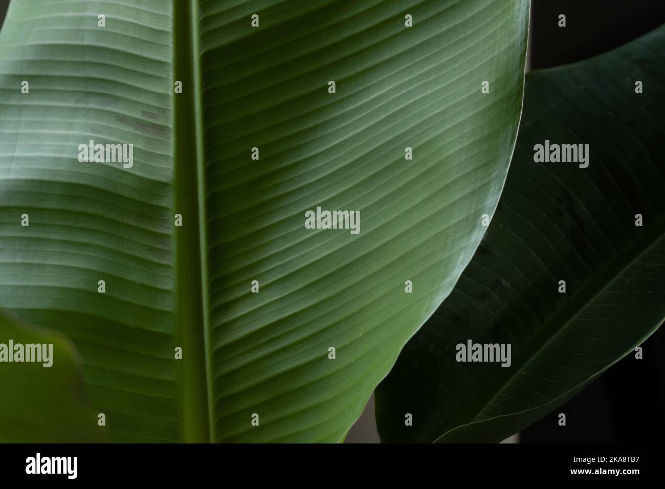 Una macro foto de una hoja de plátano, planta de plátano interior, musa