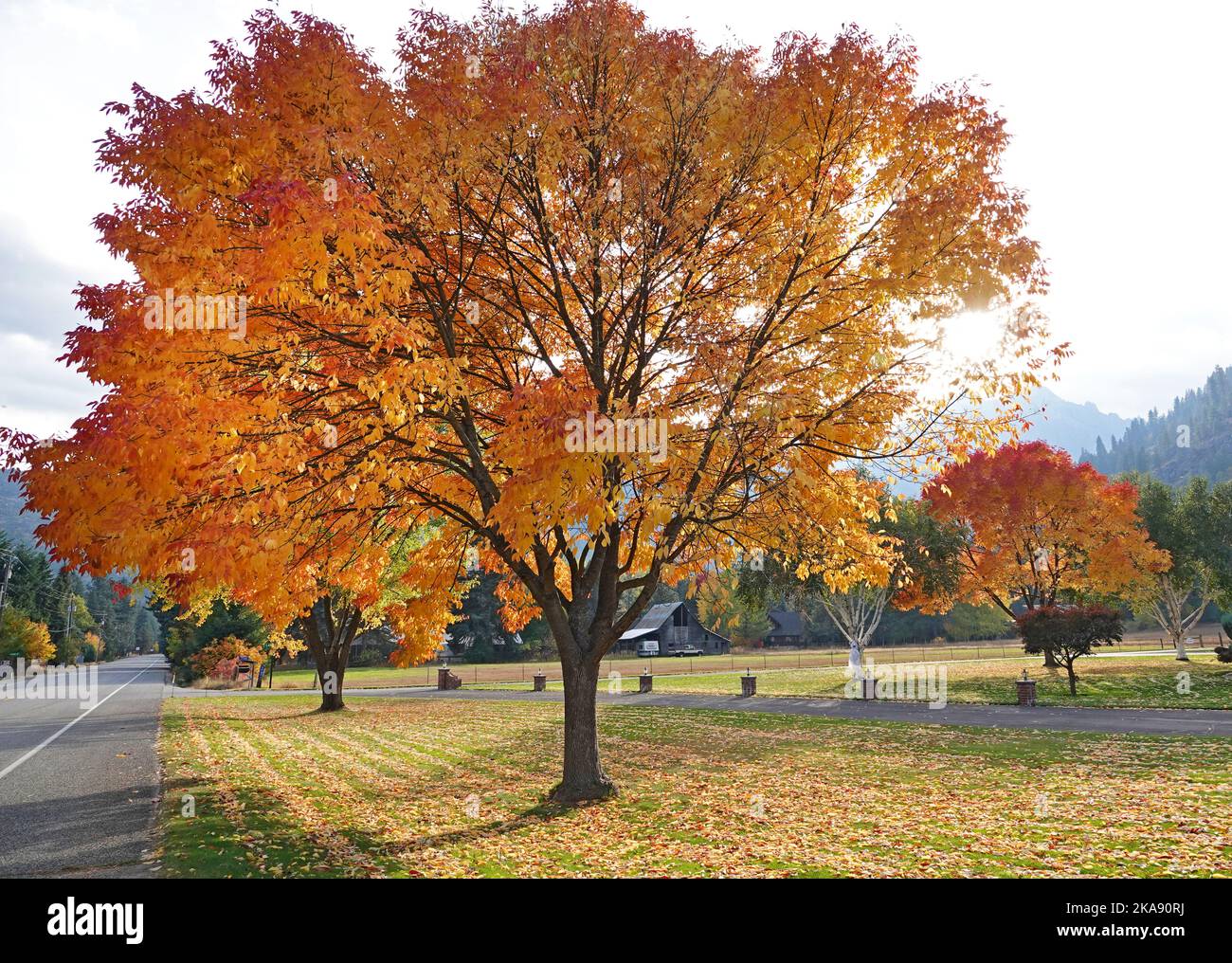 Los árboles de arce cambian de color en octubre en el pequeño pueblo de montaña de Leavenworth, Washington. Foto de stock