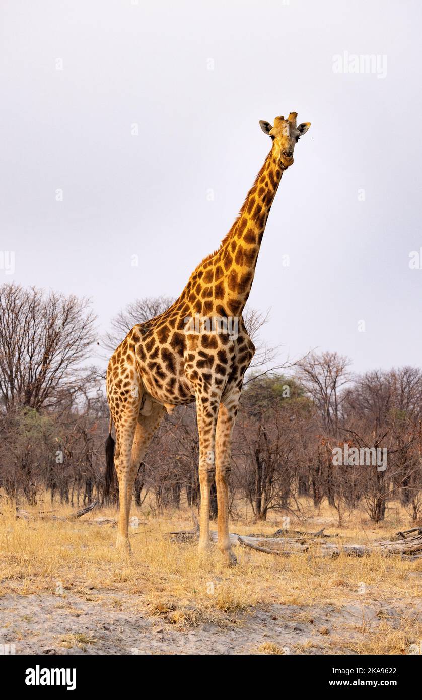 Jirafa del sur, jirafa de jirafa, un animal adulto, reserva de caza Moremi, Delta del Okavango, Botswana África. Fauna africana. Foto de stock