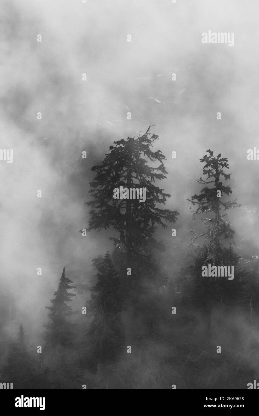 Nubes bajas y árboles de montaña Hemlock vistos desde el mirador de Evergreen Mountain, Cascade Range, Mt. Baker-Snoqualmie National Forest, Washington State, Foto de stock