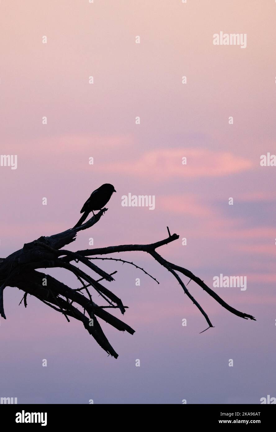 Puesta de sol - cielo rojo al atardecer con pájaros y árboles en silueta, Botswana África. Concepto de paz y tranquilidad Foto de stock