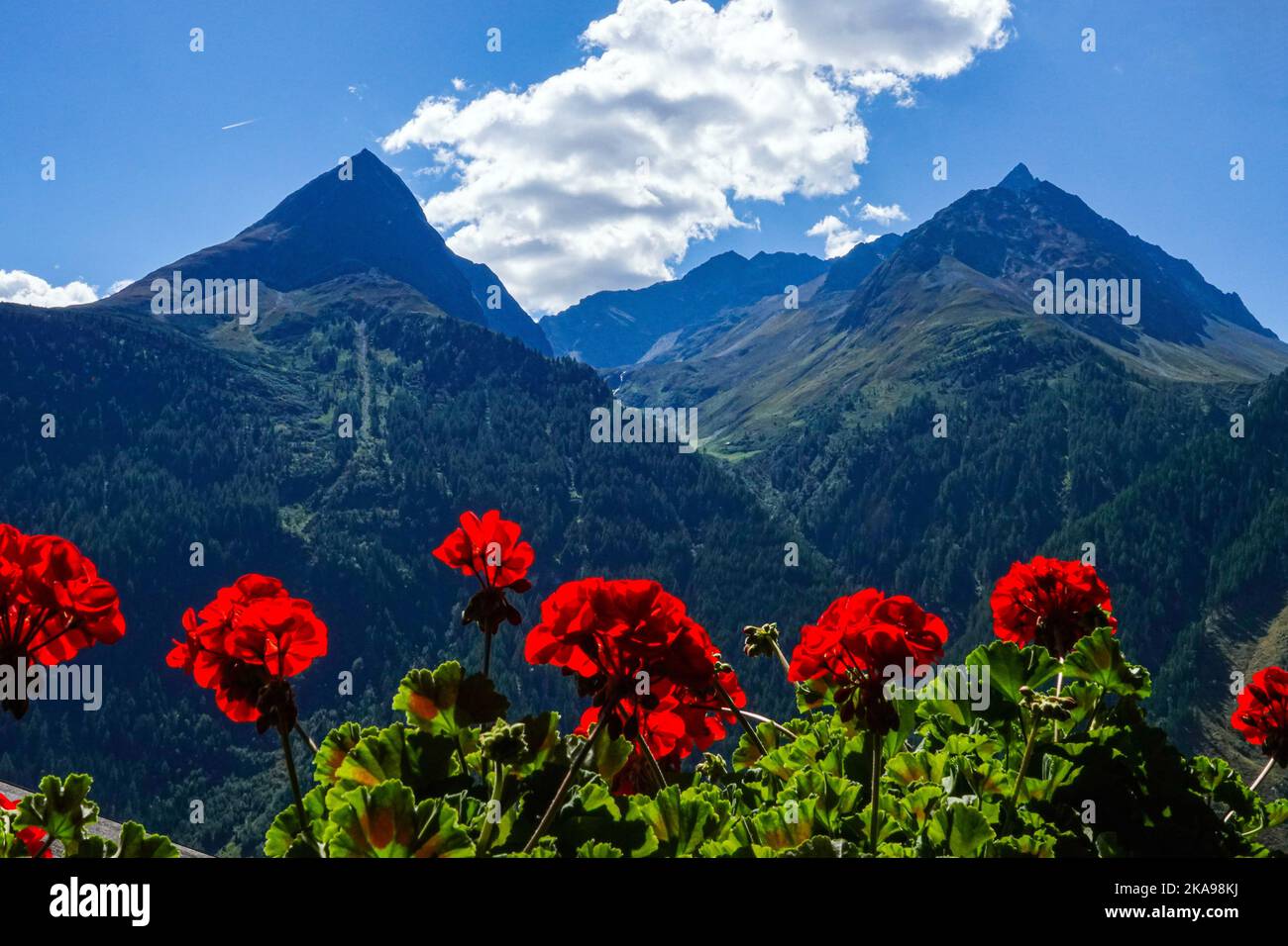 Geranios rojos en la caja de la ventana y picos alpinos, otoño en el valle de Oetztal Austria, Tirol, Alpes, Foto de stock