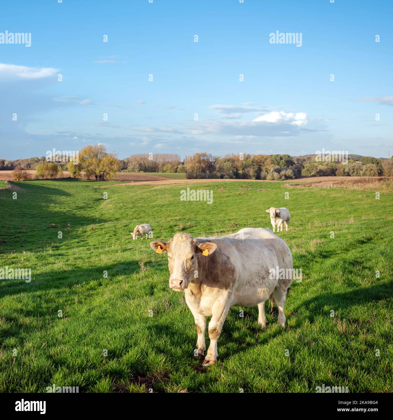 vacas en el campo entre bruselas y charleroi en bélgica Fotografía de stock  - Alamy