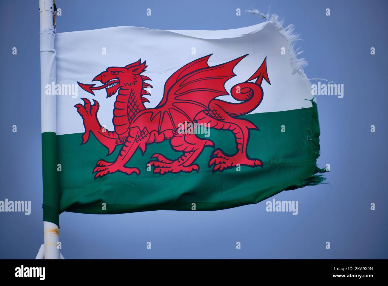 Bandera galesa soplando en un viento fuerte Foto de stock