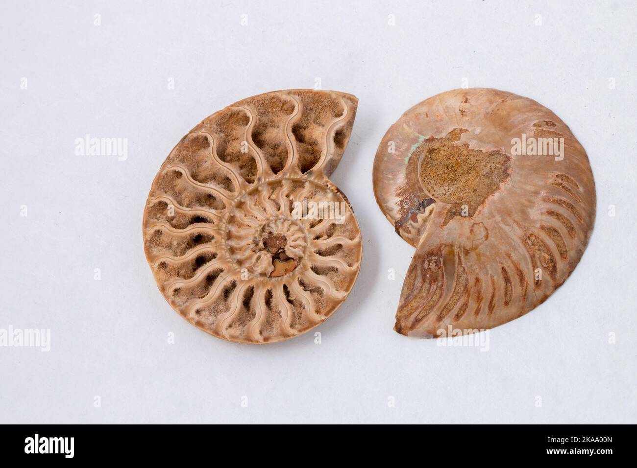 El par de fósiles de ammonita emparejados sobre fondo blanco Foto de stock