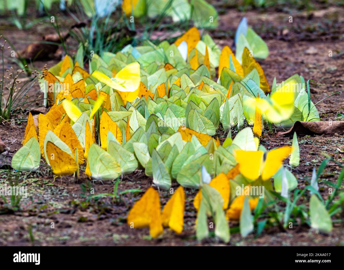 Mariposas coloridas en la familia Pieridae (Blancos y Sulfuros) congregándose en el suelo para la sal. Estado de Roraima, Brasil. Foto de stock