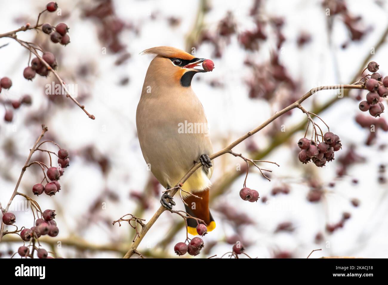 El ala de cera bohemia (Bombycilla garrulus) es un ave paseriforme de tamaño medio. Se cría en el norte de Europa y en invierno puede migrar hasta el sur Foto de stock