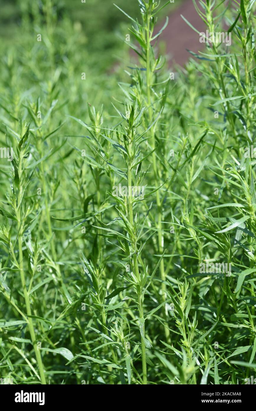 Estragon, Artemisia Dracunculus, ist eine wichtige Heil- und Kraeuterpflanze. El estragón, Artemisia Dracunculus, es un importante plan medicinal y herbario Foto de stock