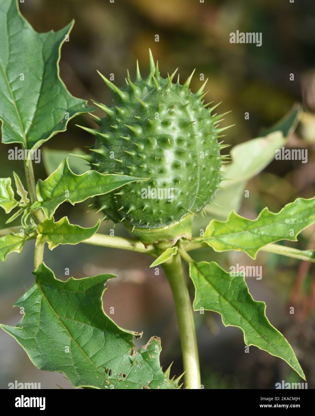 Stechapfel, Datura stramonium ist eine Heilpflanze die auch in der Medizin eingesetzt wird. Manzana de espina, Datura stramonium es una planta medicinal que yo Foto de stock
