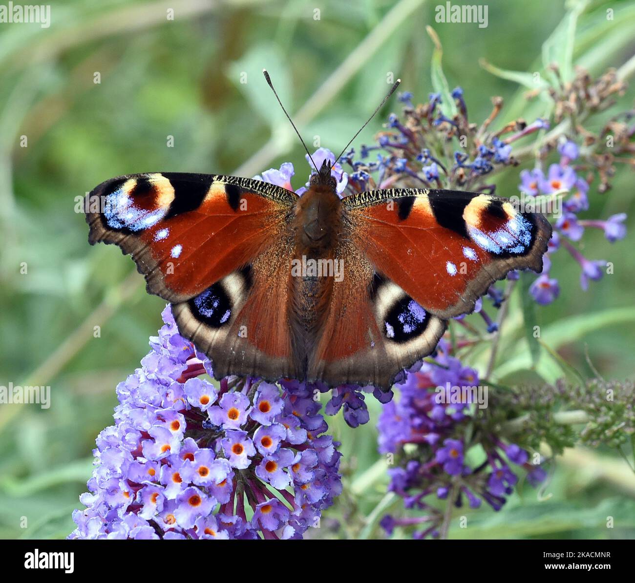Schmetterlinge sind Insekten mit grossen Fluegeln. Las mariposas son insectos con alas grandes. Foto de stock
