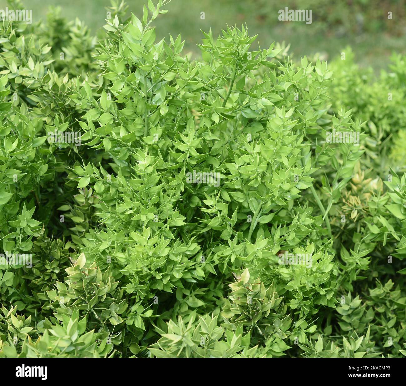 Stechender, Maeusedorn, Ruscus, aculeatus, ist eine Heil- und Steingartenpflanze mit roten Beeren. Espinoso, Ruscus, Ruscus, aculeatus, es un medicamento Foto de stock