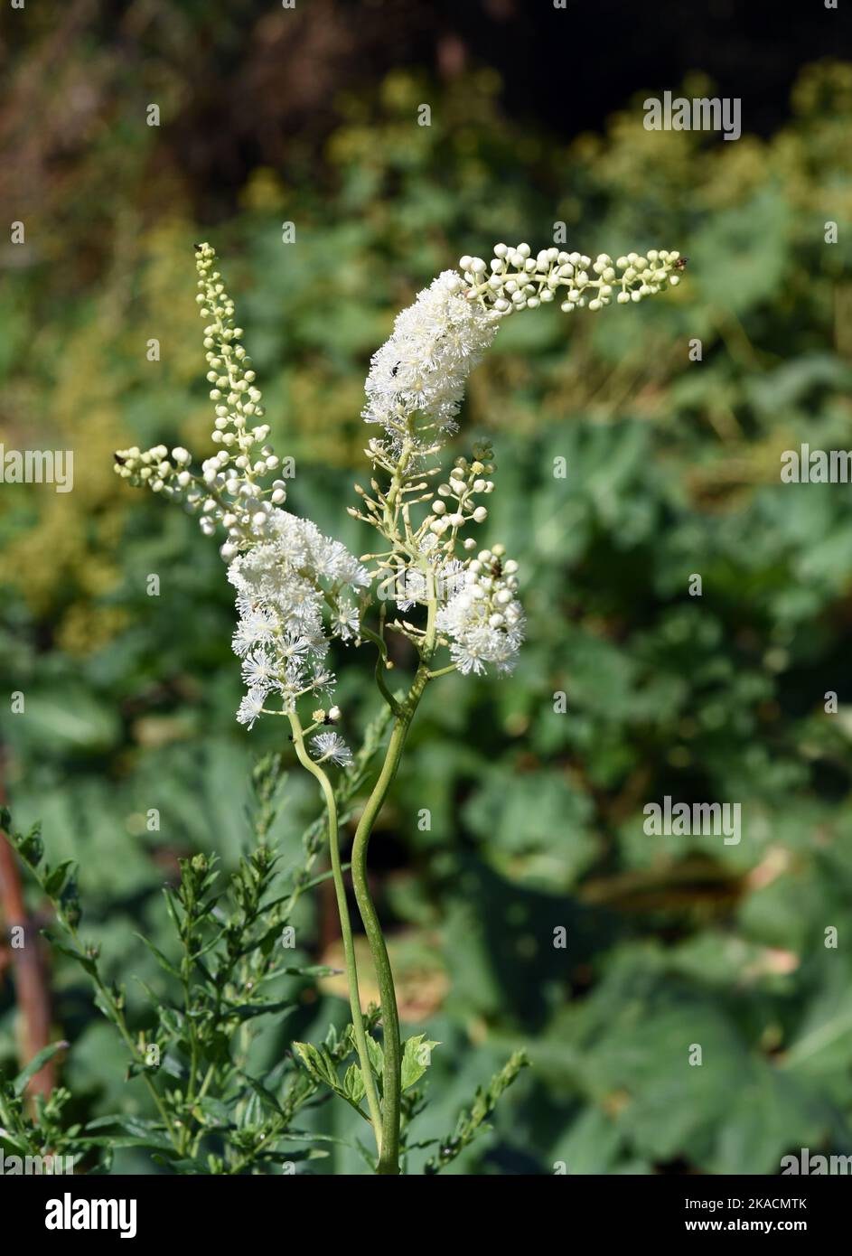 Traubensilberkerze, Cimifuga racemosa ist eine wichtige Heil- und Arzneipflanze. Cohosh negro, Cimifuga racemosa es un medicamento importante y yo Foto de stock