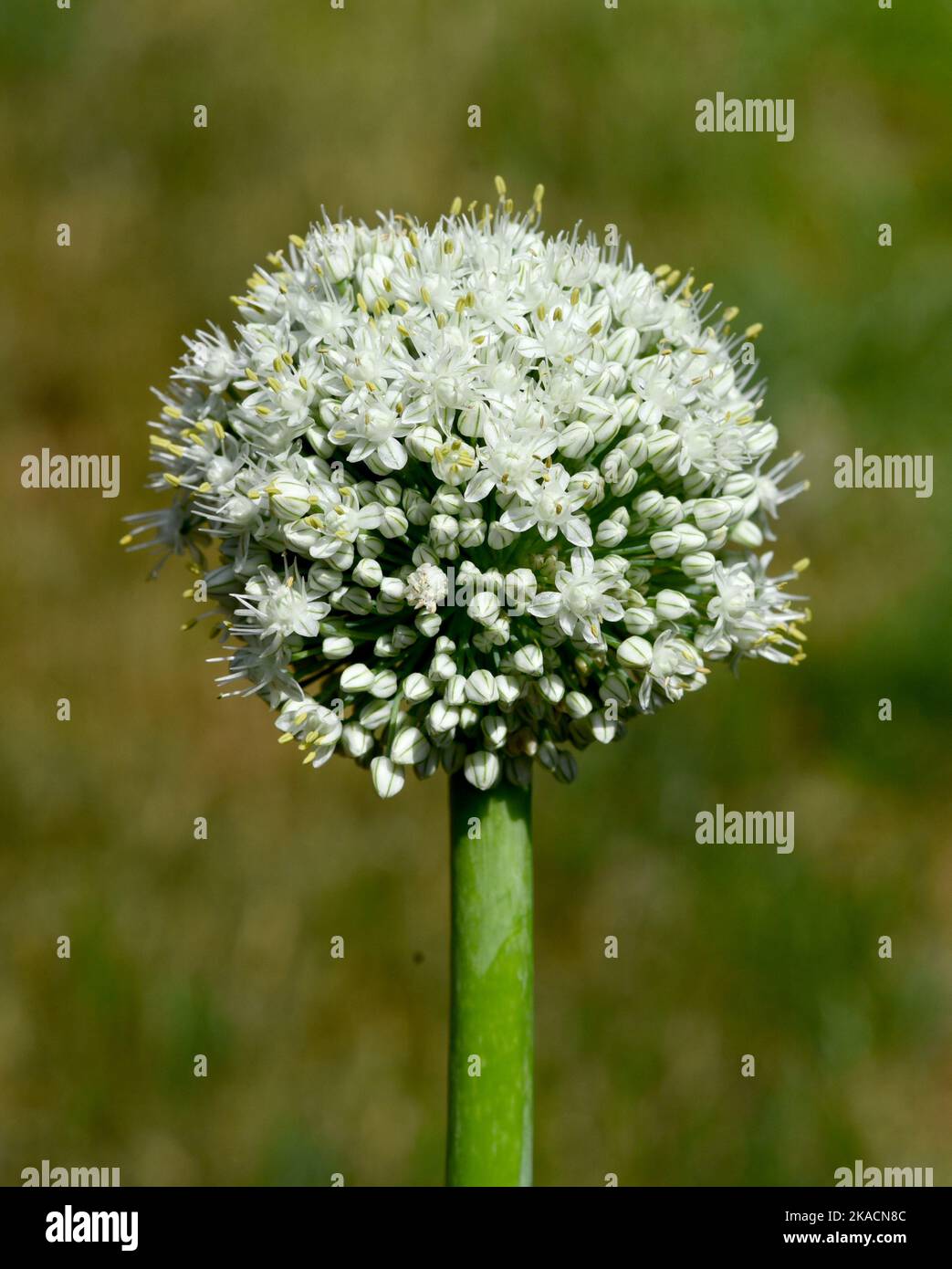 Zwiebel, Allium cepa, ist eine Heilpflanze, und eine der wichtigsten Kuechenkraeuter. La cebolla, Allium cepa, es una planta medicinal y una de las más impías Foto de stock