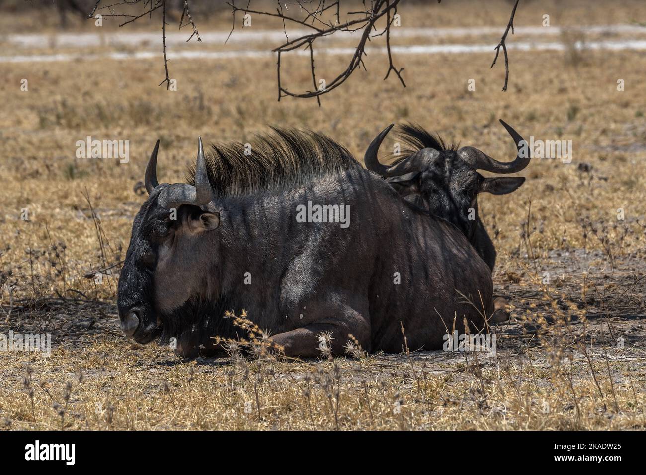 Wildebeest, Connochaetes a la sombra de un árbol, Botswana Foto de stock