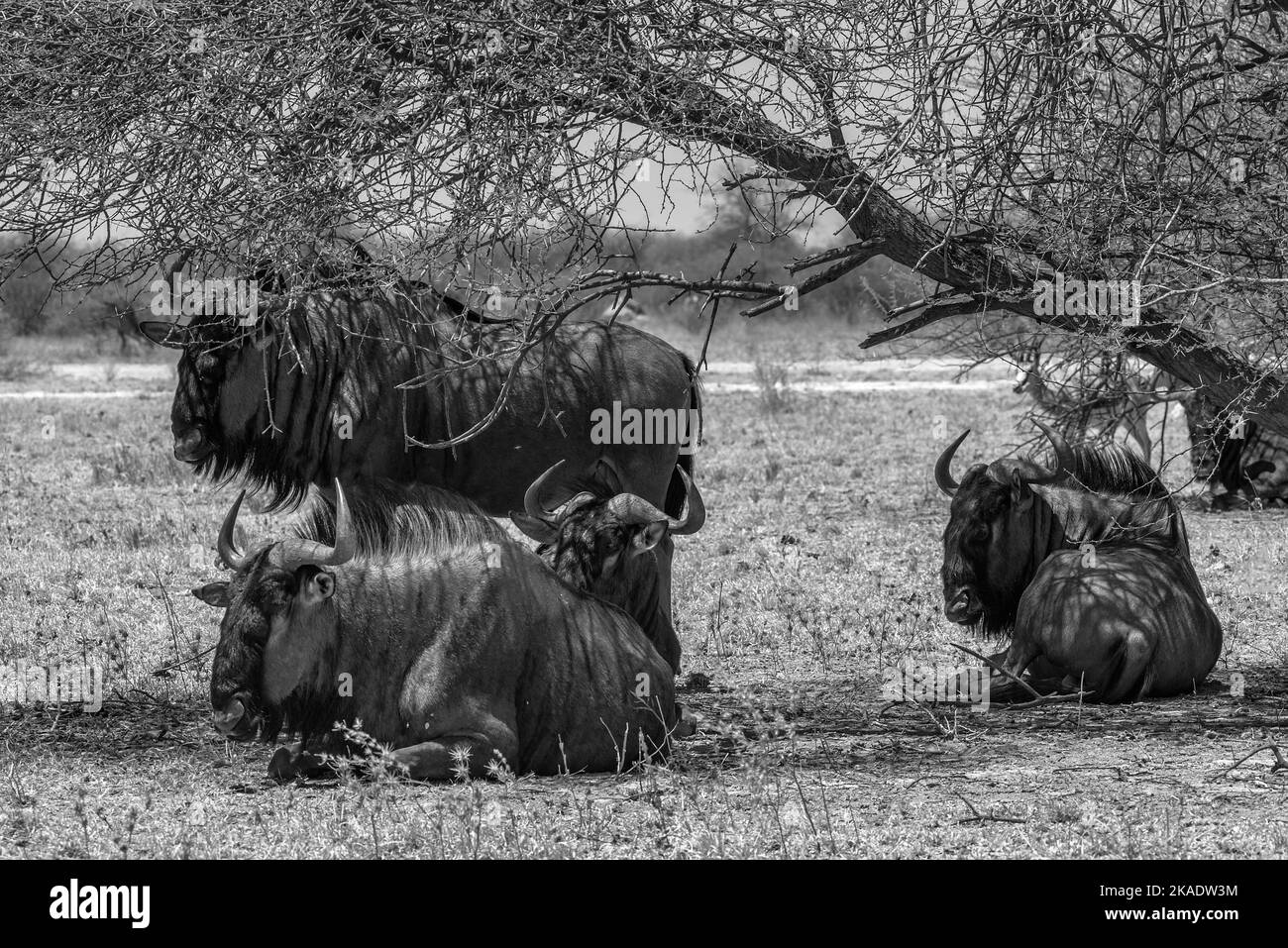 Wildebeest, Connochaetes a la sombra de un árbol, Botswana Foto de stock