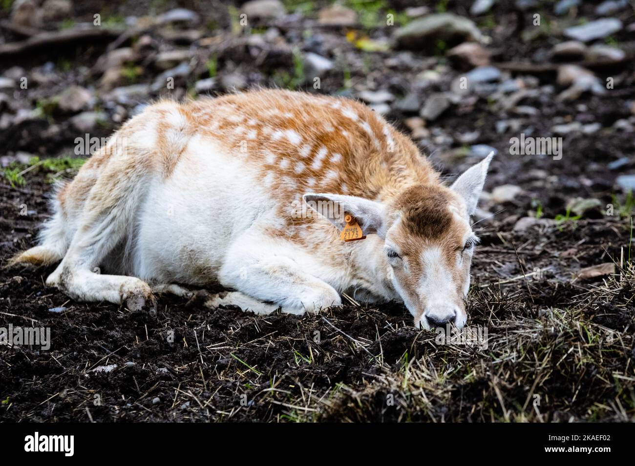 Un primer plano de una gama (ciervo en barbecho europeo) durmiendo en el suelo en una granja Foto de stock