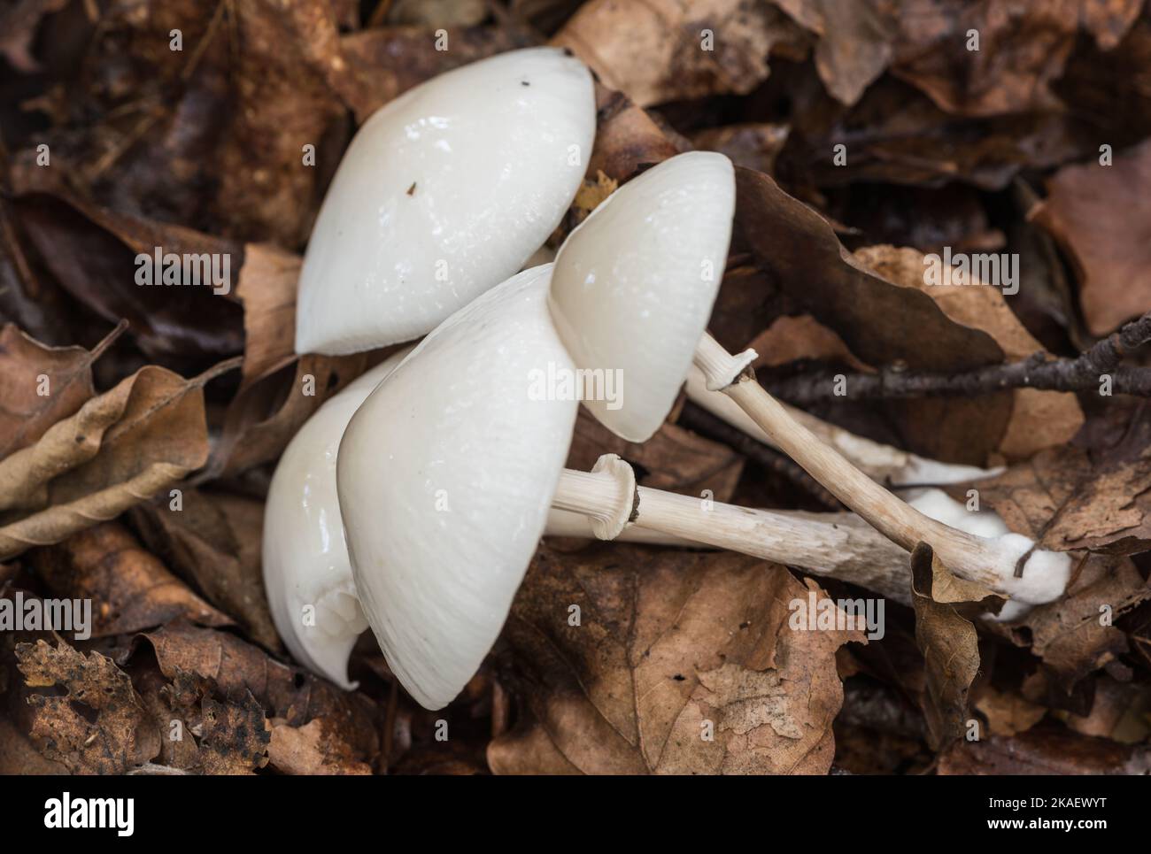 Hongos - Hongos de porcelana (Oudemansiella mucida) Foto de stock