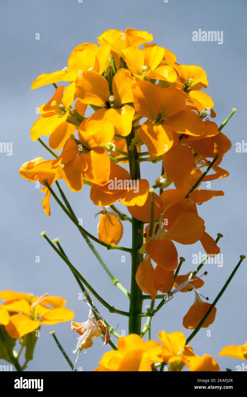 Naranja erysimum, flor, erysimum allioni, cabeza de flor, florecimiento, Flor de pared, flor, planta Foto de stock