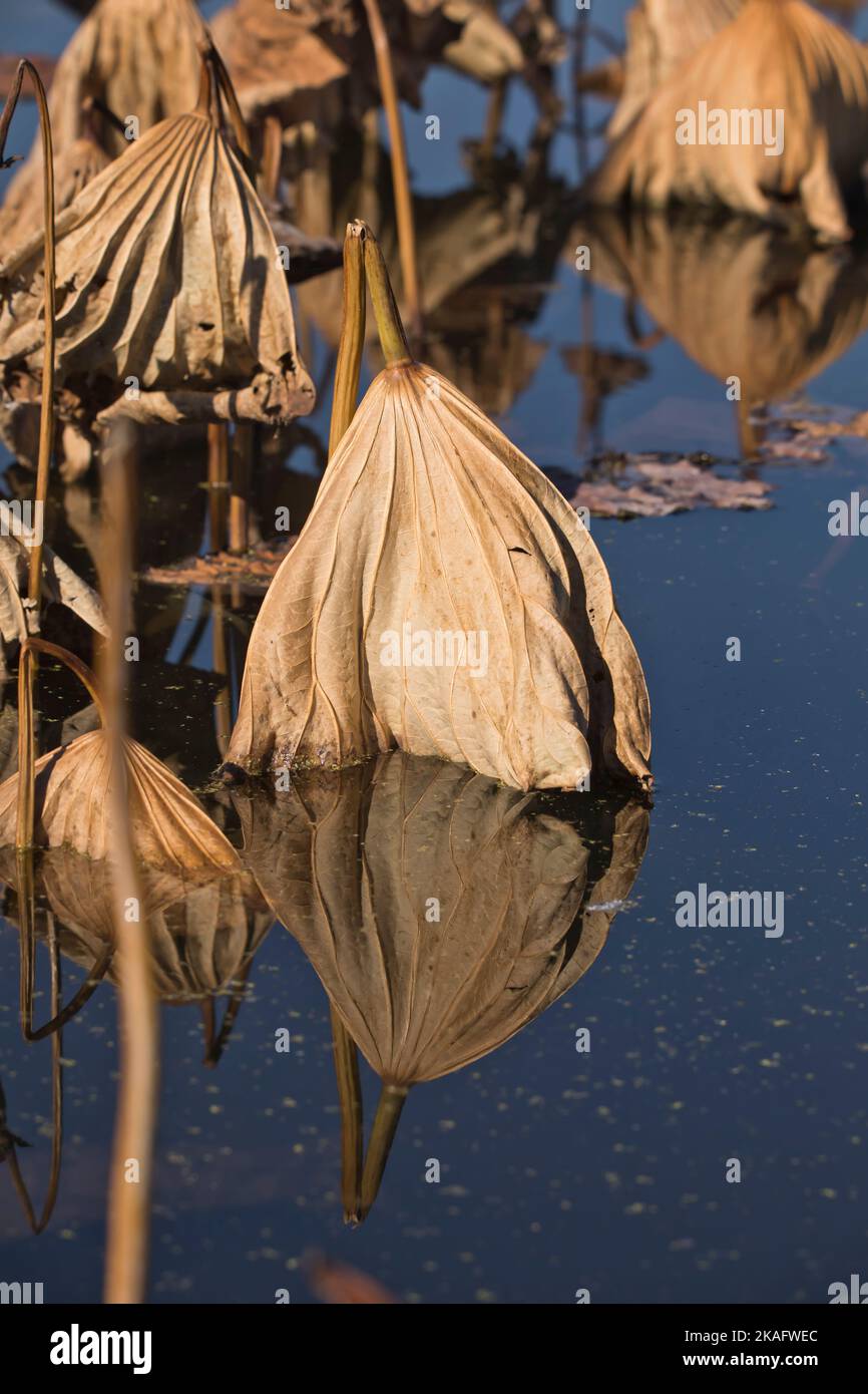 Lirio muerto fotografías e imágenes de alta resolución - Alamy