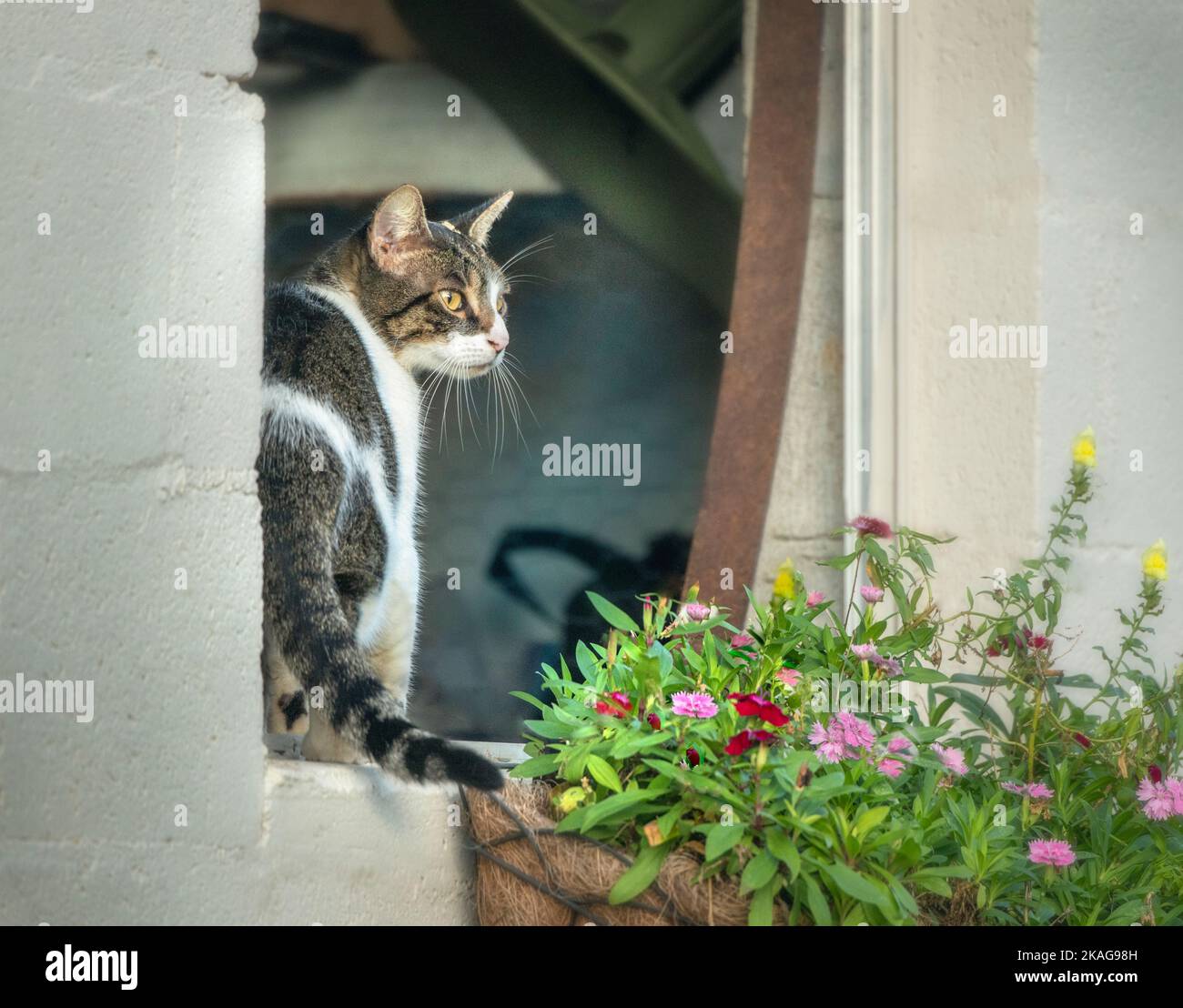 El gato del granero Calico se sienta en la ventana abierta del granero con flores Foto de stock