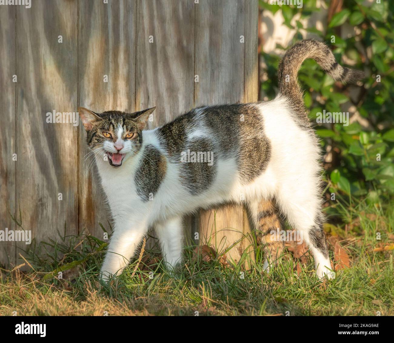 gato granero calico llamando Foto de stock