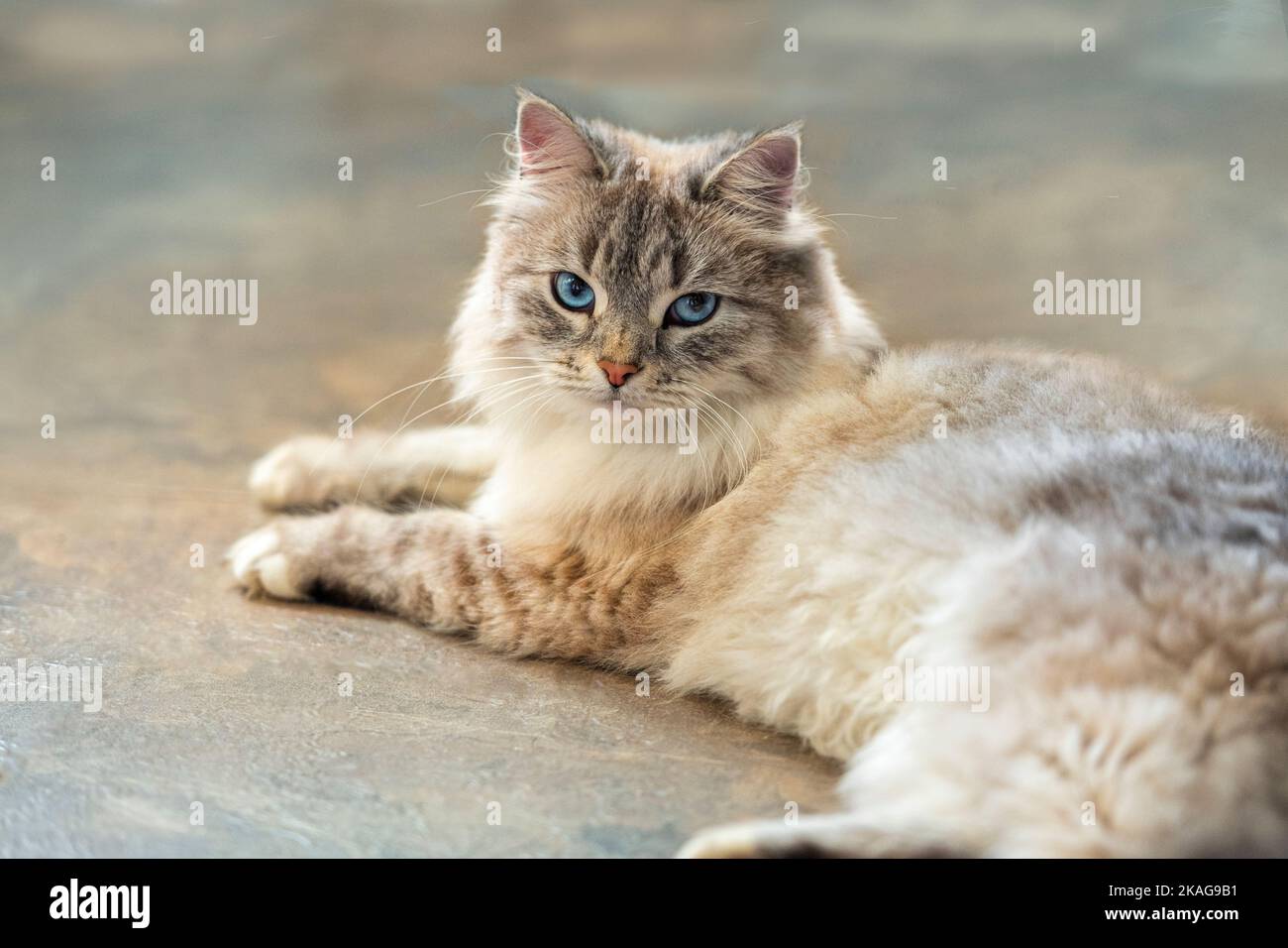 Gato siberiano tumbado en suelo de baldosas Foto de stock