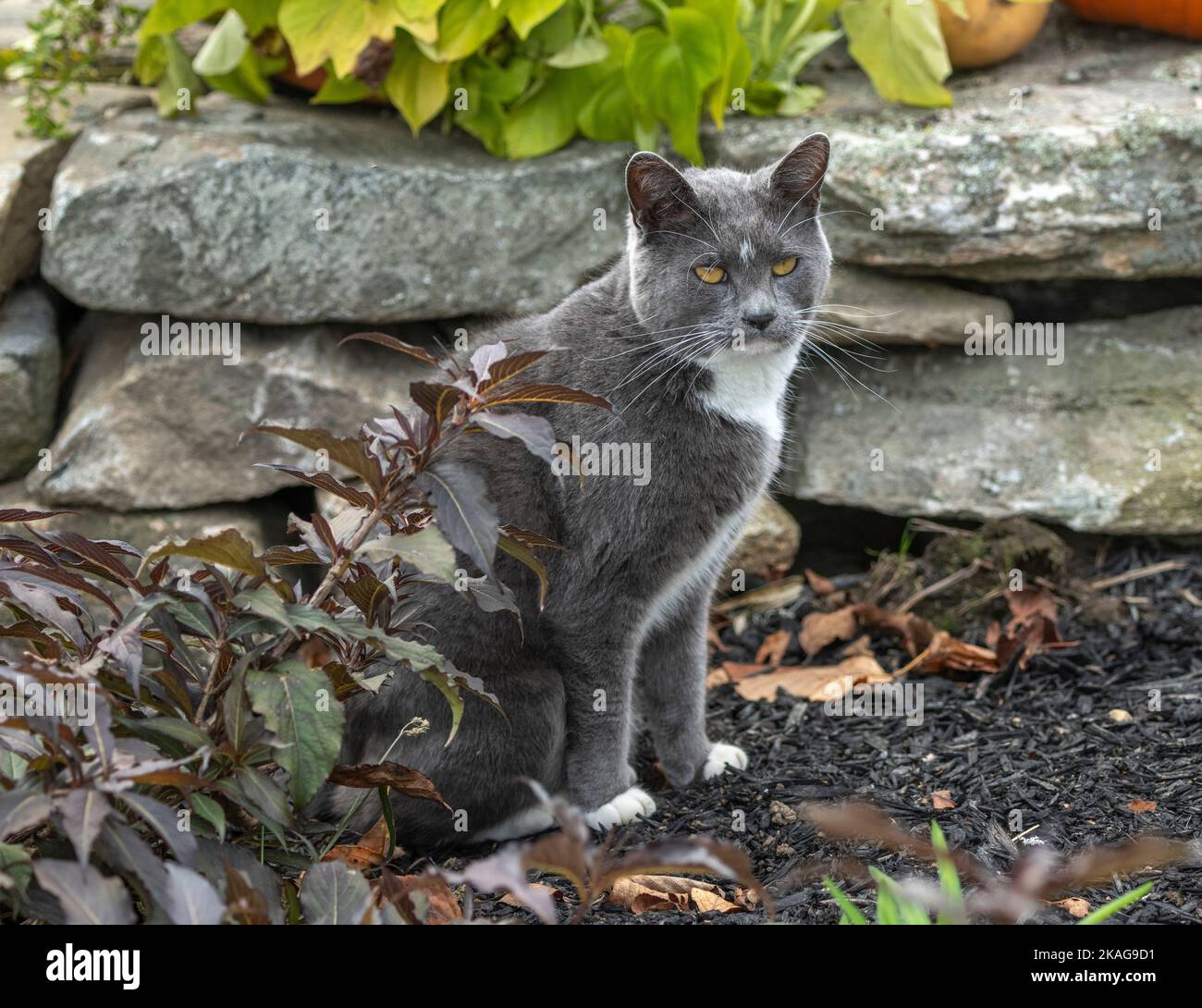 Gato de esmoquin gris ahumado sentado en un saliente de piedra Foto de stock
