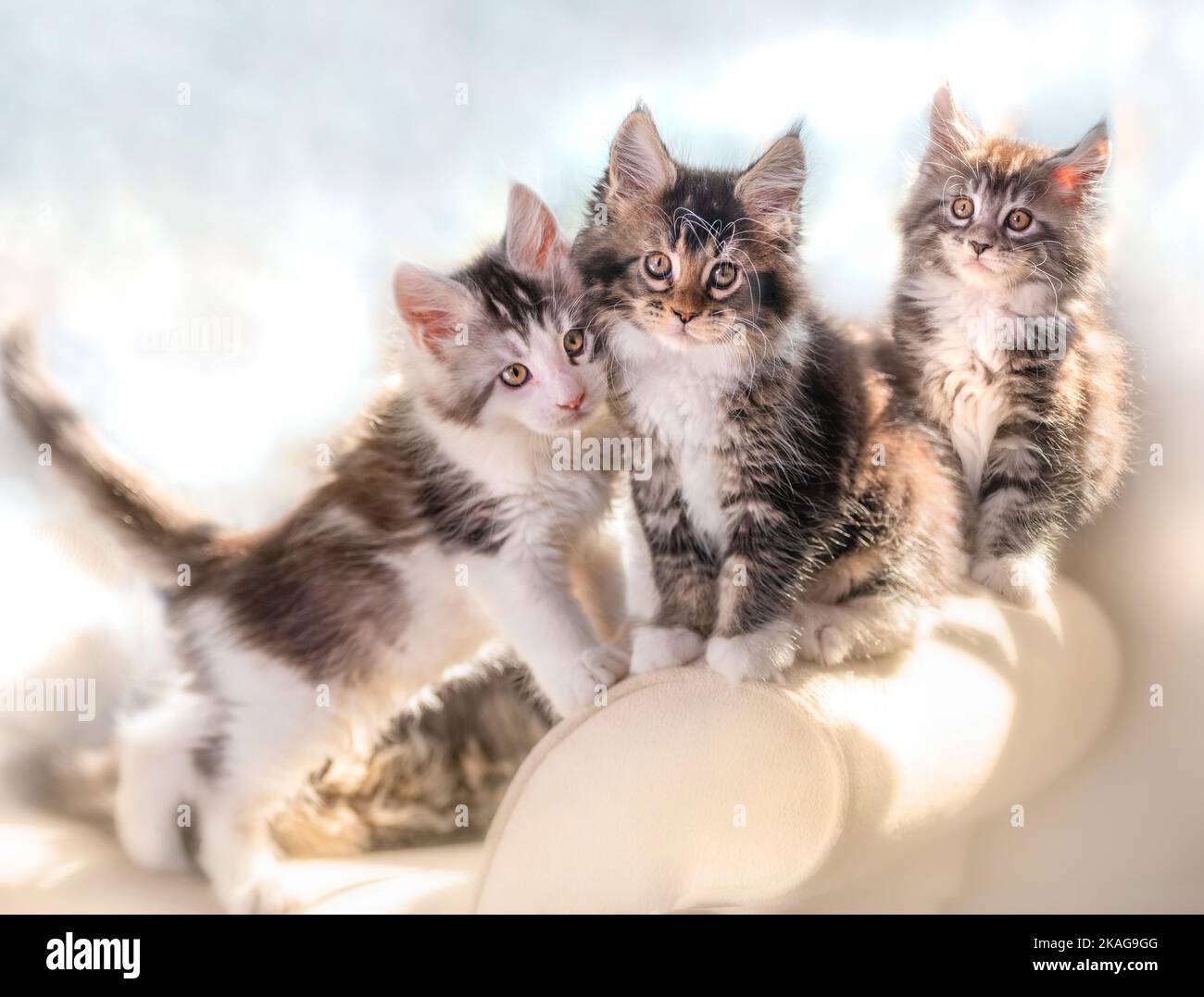 Tres gatitos Maine Coon Cat se acurrucaron juntos en el sofá del brazo Foto de stock