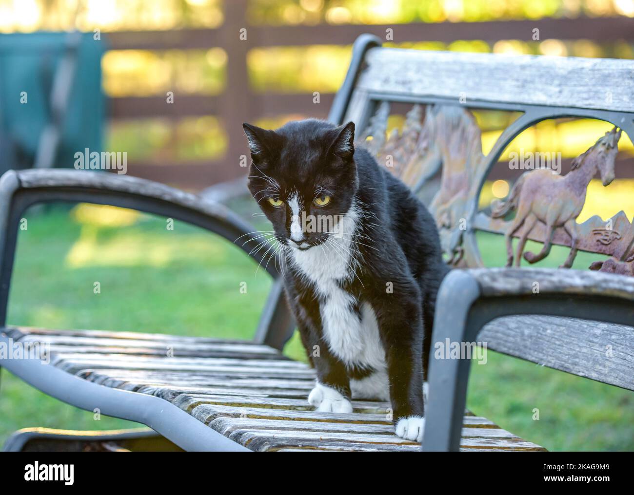 Negro TUXEDO gato granero sentado en un banco en el patio Foto de stock