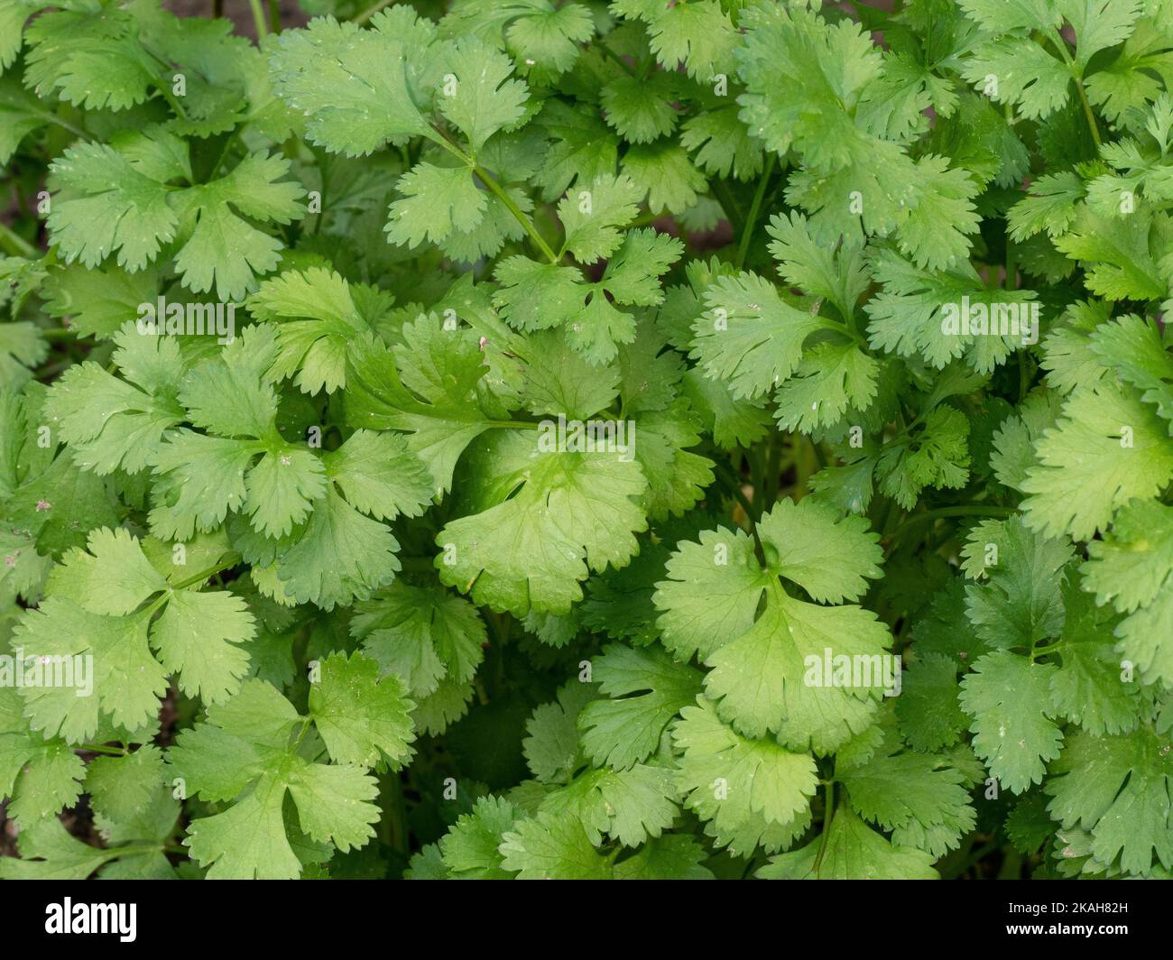 Un primer plano del follaje verde cortado del cilantro - Coriandrum sativum Foto de stock