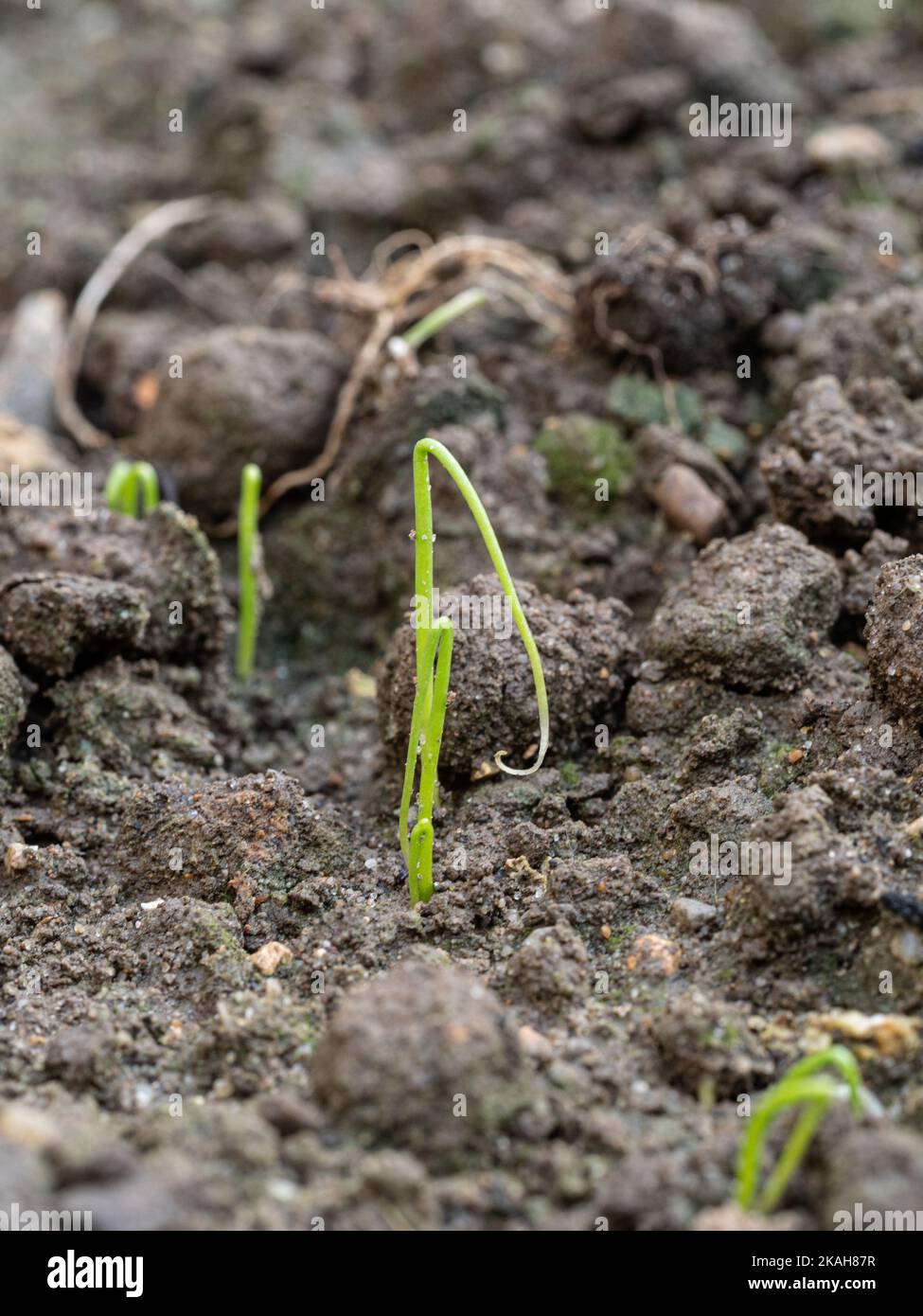 Un primer plano de las plántulas recién germinadas de cebolletas de cebolleta que muestran el típico cotiledón en bucle Foto de stock