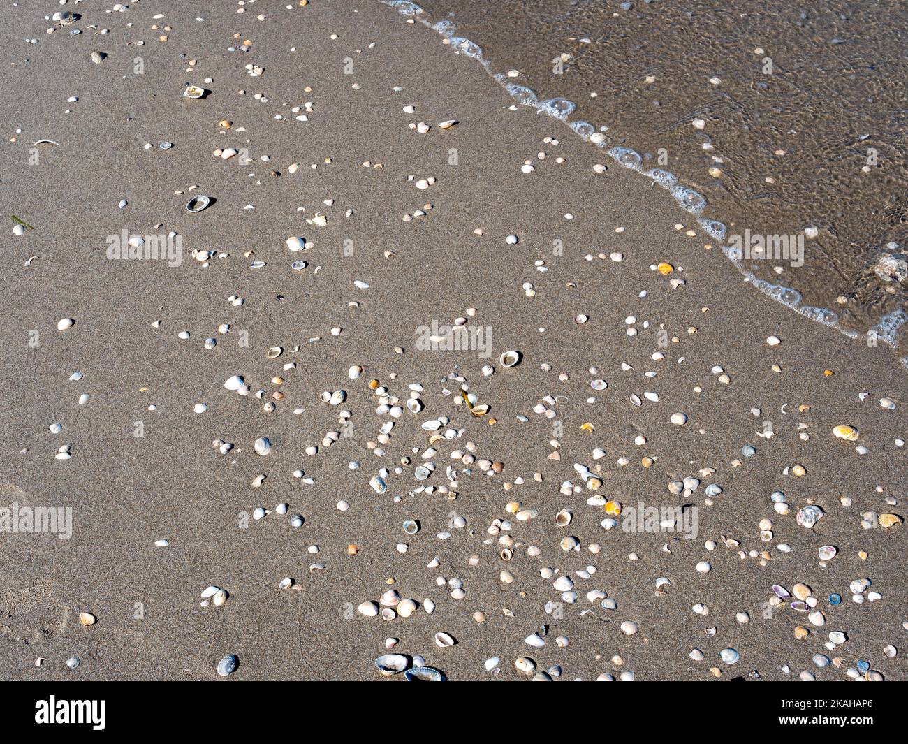 Conchas yacen en una playa de arena Foto de stock