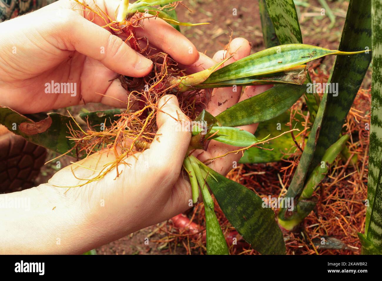 Manos sosteniendo plantas de serpiente plántulas / brotes. Plantas bebé de la serpiente. Foto de stock