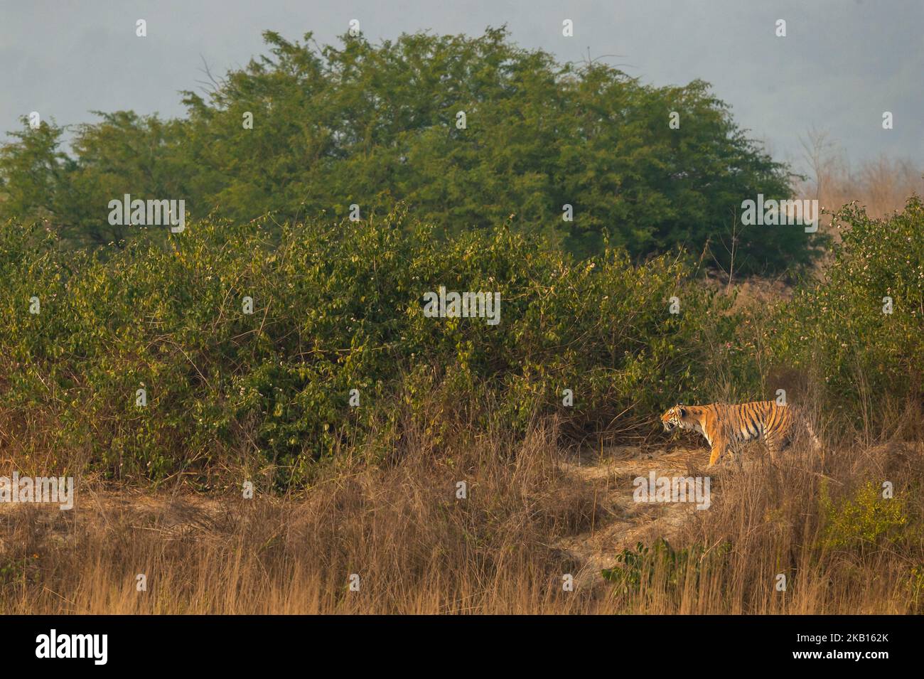 tigre de bengala hembra salvaje o tigris panthera en acción para cazar