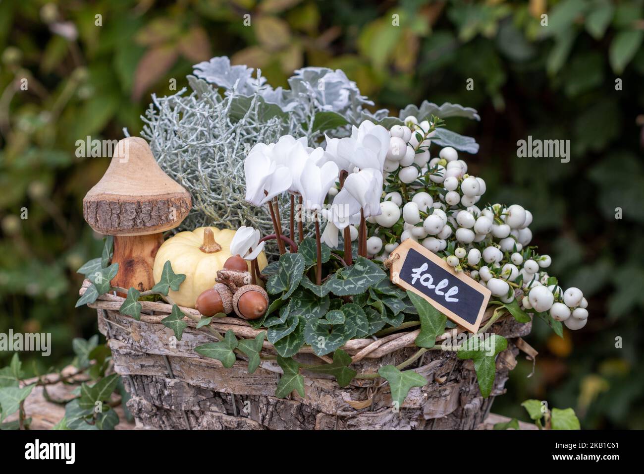 flor de ciclamen blanco, pernettya mucronata y arbusto acolchado en cesta en el jardín de otoño Foto de stock