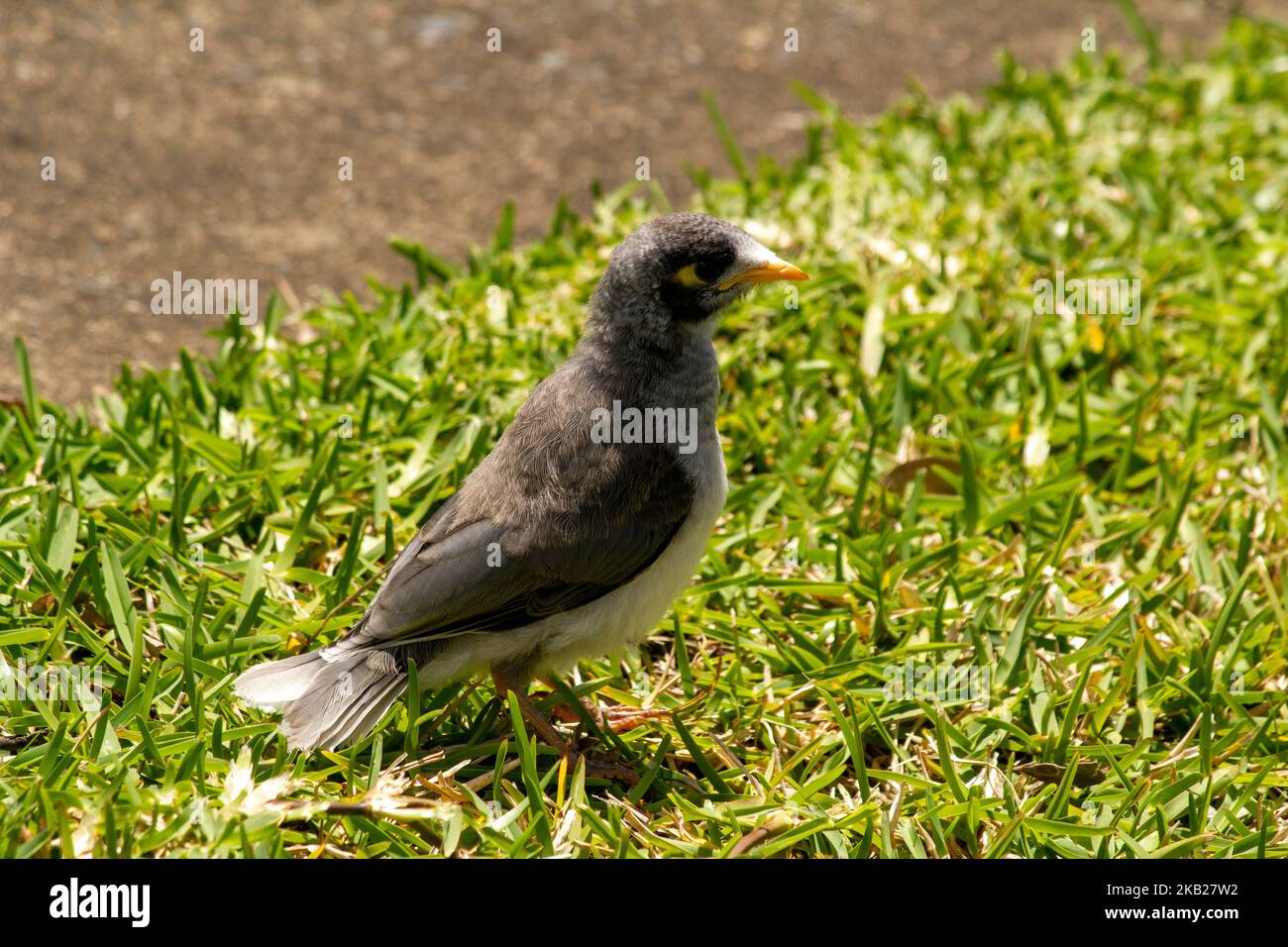 Un joven minero australiano ruidoso (Manorina melanocephala) esperando comida en el patio frontal de una casa en Sydney, NSW, Australia (Foto de Tara Chand Ma Foto de stock