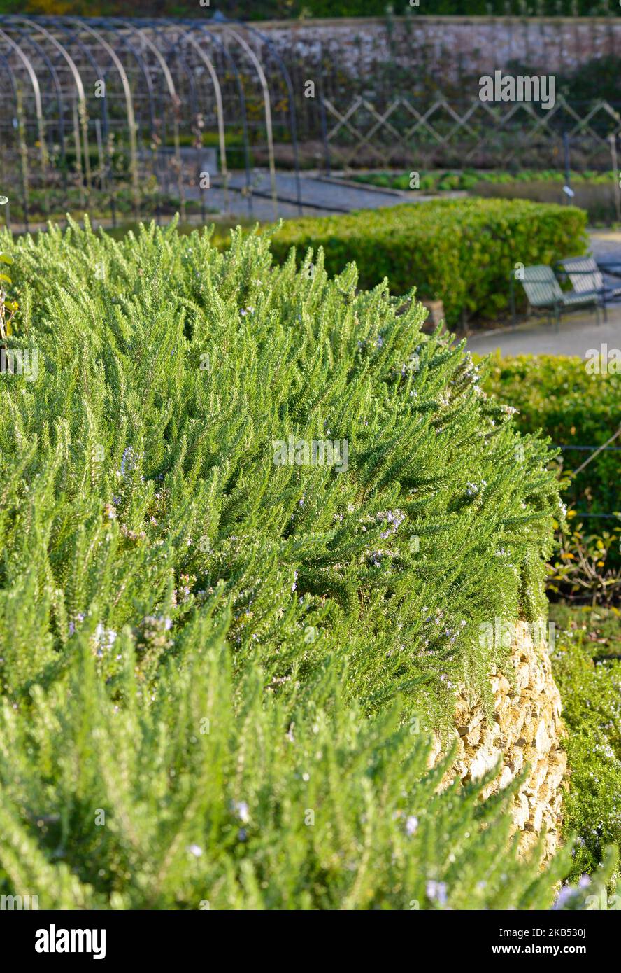 Detrás de Rosemary, Salvia rosmarinus, creciendo en terrazas en Somerset Foto de stock