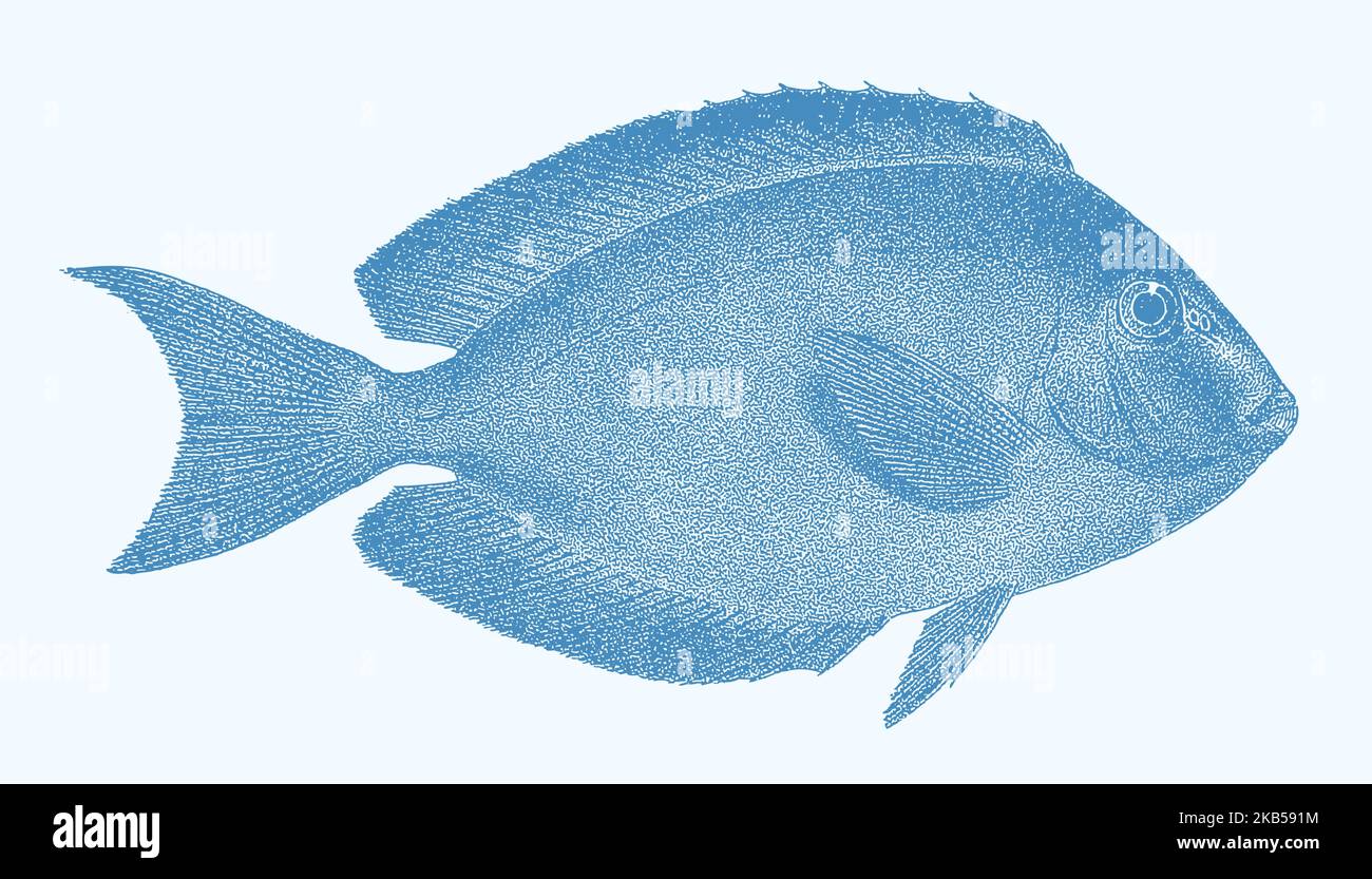 Elongate el acanthurus mata de los surgeonfish, pescados marinos tropicales en la vista lateral Ilustración del Vector