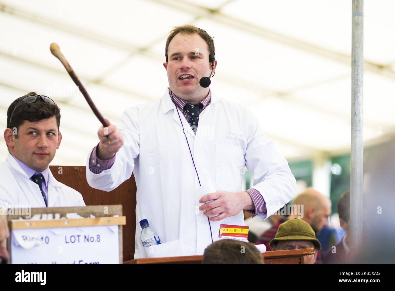 Un subastador reacciona ante las ofertas en la venta de Kelso Ram el 13 de septiembre de 2019 en Springwood Park, Kelso, Escocia. La venta de Kelso Ram es la venta de carneros más grande de un día en Europa, entre cinco y seiscientos consignadores que se espera asistan al evento. 5.174 Rams serán vendidos hoy y el total de ventas del año pasado alcanzó más de dos millones novecientos mil libras, con una venta promedio de 681 por carnero. Las ventas se establecieron en 1838 y sólo han sido canceladas en dos ocasiones, en 2001 y 2007 en ambas ocasiones como consecuencia de un brote de fiebre aftosa. (Foto de Ewan Bootman/NurPhoto) Foto de stock